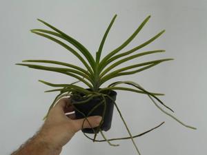 <i>Vandachostylis</i> Michelle Genovese