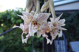 Stanhopea Ulli Paterny
