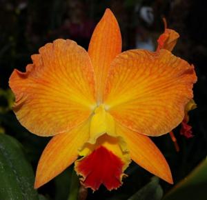 Rhyncholaeliocattleya Apricot Sands