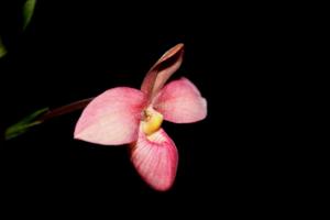 Phragmipedium Barbara LeAnn