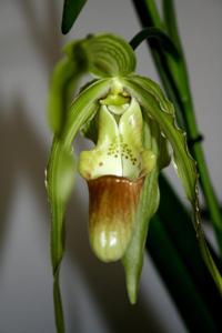 <i>Phragmipedium</i> Paul Eugene Conroy