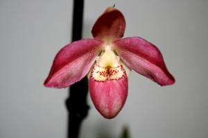 Phragmipedium Memoria HR Giger