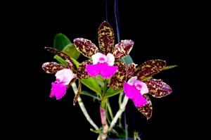 Cattleya Landate