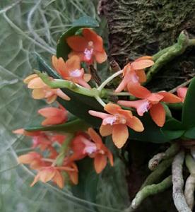 <i>Tubecentron</i> Niu Girl