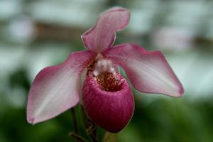 Phragmipedium Coral Jewel