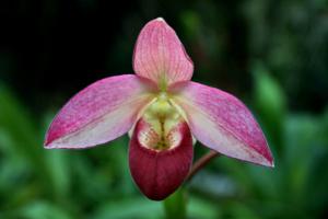 Phragmipedium Wössner Pink