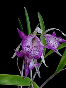 <i>Brassocattleya</i> Hawaiian Memory