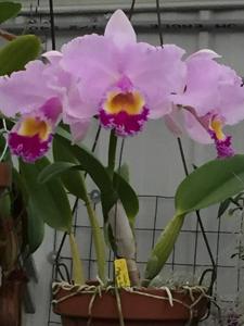Rhyncholaeliocattleya Calm Seas