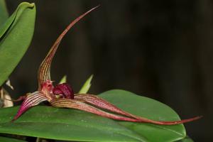 Bulbophyllum Khoon Meng