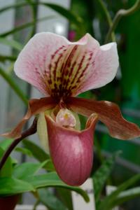 <i>Paphiopedilum</i> Doll's Kobold