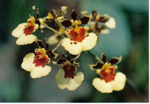 Tolumnia Kinnaree
