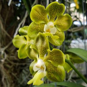 Papilionanda Batram
