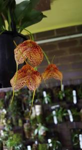 Masdevallia Pixie Leopard