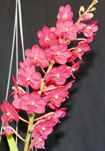 Vandachostylis Pine Rivers