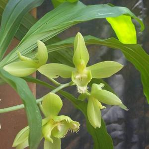 Catasetum Daniel Araújo