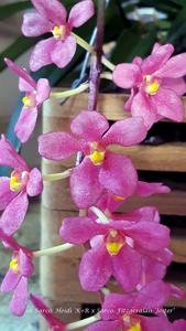 <i>Sarcochilus</i> Kirra-Lea