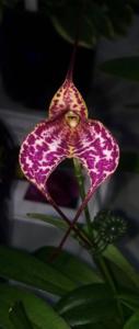 Masdevallia Ada's Leopard