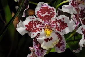 <i>Oncostelopsis</i> Sang's Elfenstern