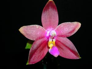Phalaenopsis Yaphon Sensational