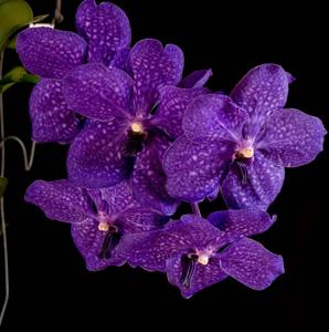 <i>Vanda</i> Royal Blue