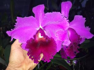 Cattleya Betty Ford
