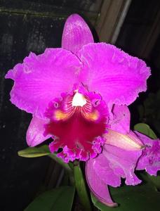 Rhyncholaeliocattleya Mitsuo Akatsuka