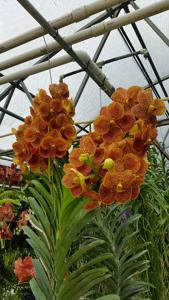 Vanda Kultana Gold Spot