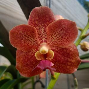 Vanda Motes Tangelo
