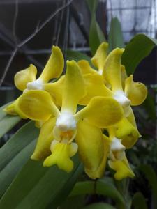 Vanda Gnana Kumar