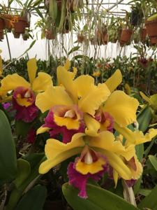 Rhyncholaeliocattleya Three Suns