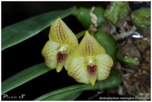 Bulbophyllum oblongum-nasutum