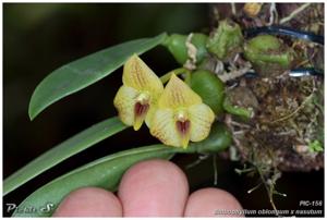 Bulbophyllum oblongum-nasutum
