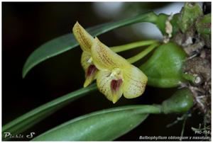Bulbophyllum oblongum-nasutum