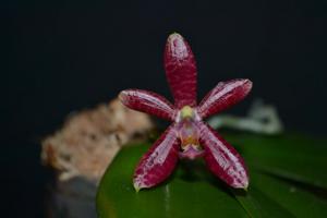 Phalaenopsis Monika Schöttler