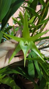 Angraecum Veitchii