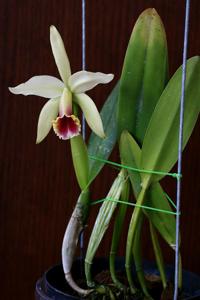 Cattleya blossfeldiana