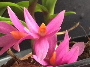 Dendrobium Hibiki