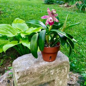 Cattleya Tropical Pointer