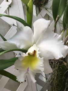 Rhyncholaeliocattleya Mount Hood
