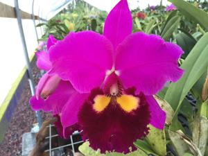 <i>Rhyncholaeliocattleya</i> Anna Saeki