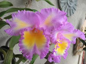 Rhyncholaeliocattleya Silk Slippers