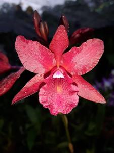 <i>Brolaelianthe</i> CF Cherise