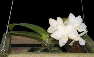 <i>Phalaenopsis</i> Timothy Christopher-Gelblieber