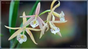 <i>Brassocattleya</i> Mem. Bernice Foster
