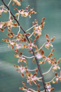 Dendrobium Gloucester Sands