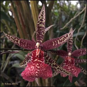 <i>Arthurara</i> Amy Roth