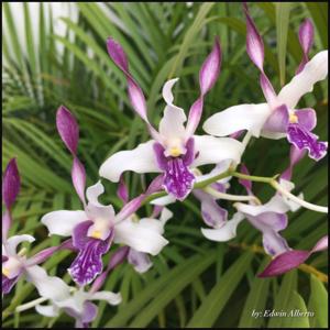 Dendrobium Maui Sparkle
