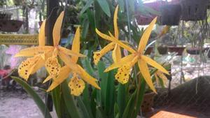Brassocattleya Richard Mueller