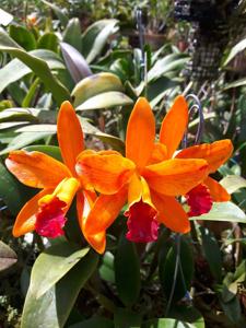 Rhyncattleanthe Netrasiri Starbright