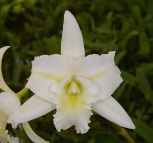 Laeliocattleya Miss Wonderful